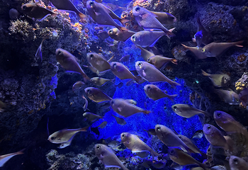 冲绳美丽海水族馆第 12 张图片