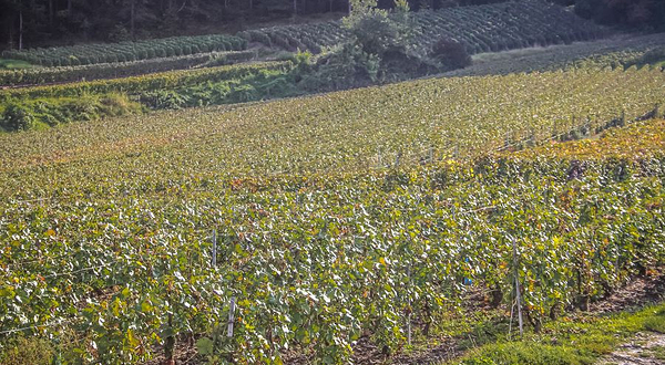 七彩祥耘开心农场(中梁店)