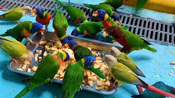 柳州动物园鹦宠部落