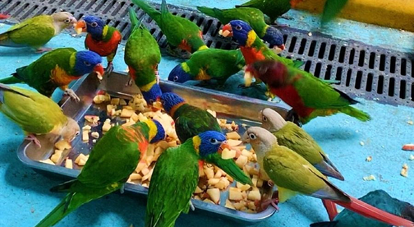 柳州动物园鹦宠部落