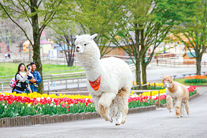 那须高原Rindo湖家庭牧场