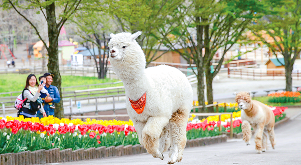 那须高原Rindo湖家庭牧场