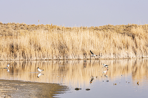 乌伦古湖国家湿地公园