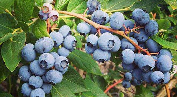 不咸山山庄蓝莓基地