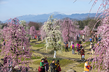 问花村第 49 张图片
