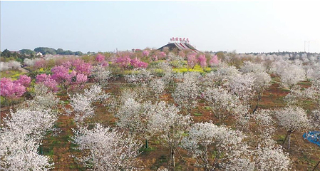 岳阳樱花园第 53 张图片