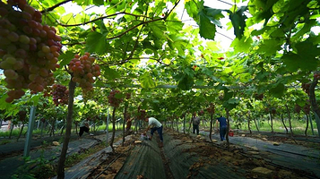 贺州市萌岭生态葡萄园