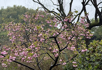 秋霞圃第 14 张图片