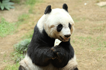 熊猫谷第 36 张图片