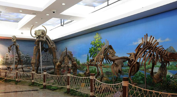 扬州安信古化石博物馆