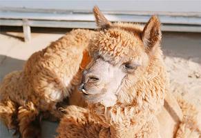 葡萄滩亲子动物园