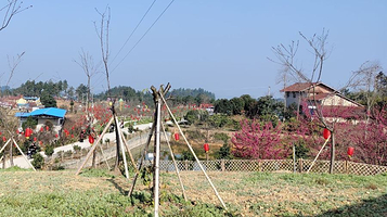 云岭金秋樱花海