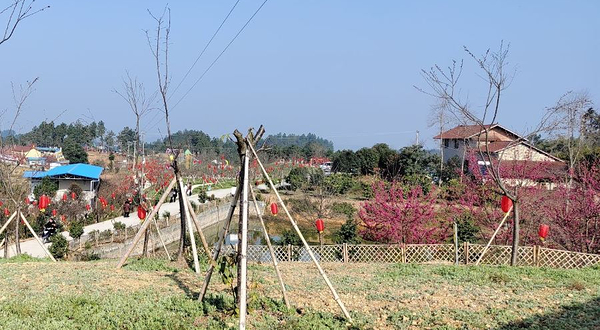 云岭金秋樱花海
