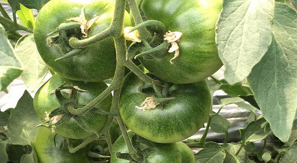 辛岩田园种植合作社