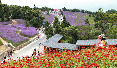野三关森林花海第 32 张图片