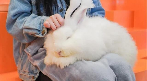 安哥拉巨兔体验馆(郑州总店)