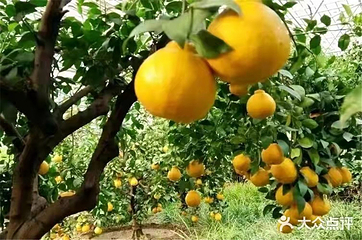 九州伊甸园第 27 张图片