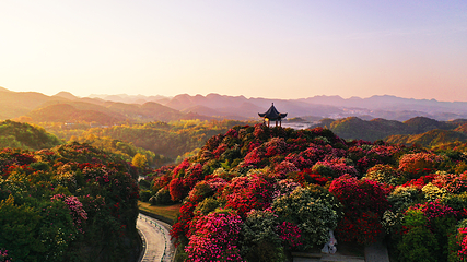 百里杜鹃风景区第 26 张图片