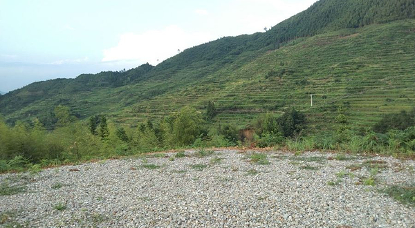 黄万村梯田观景台