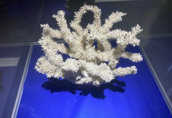 贝壳王国第 21 张图片