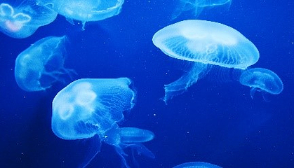 三亚亚特兰蒂斯失落的空间水族馆第 270 张图片