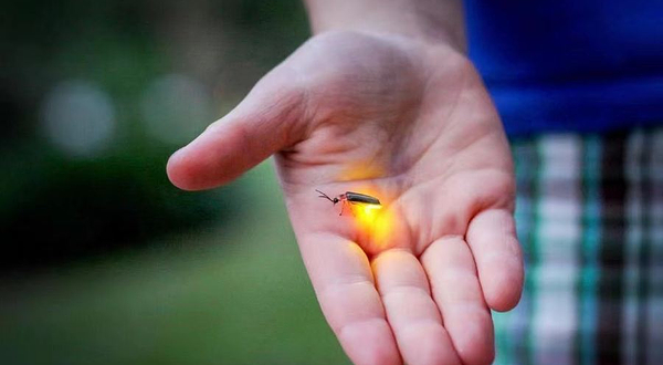 仲夏夜精灵萤火虫主题公园