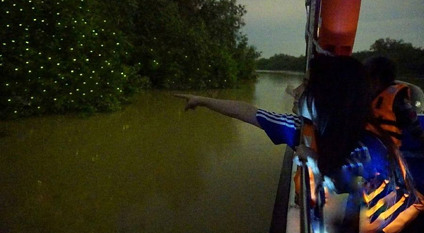 Kuala Selangor Fireflies