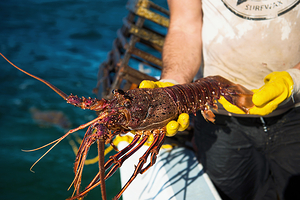 私人小团队龙虾海钓鱼船