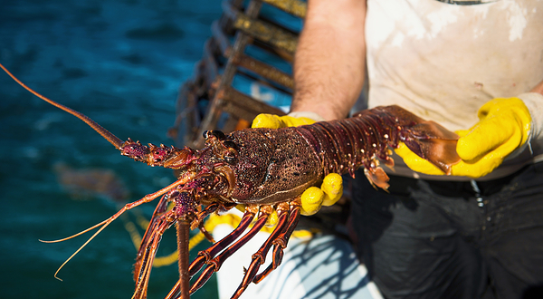 私人小团队龙虾海钓鱼船