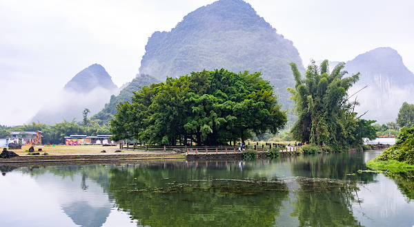 大榕树