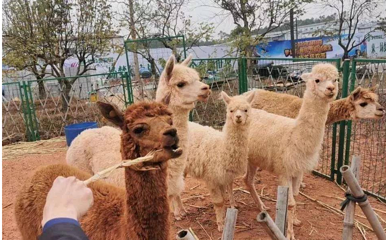 肇庆恒大梦幻奇趣园第 13 张图片