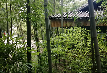 峨山彝人谷竹海景区第 24 张图片