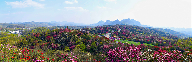 百里杜鹃风景区第 32 张图片