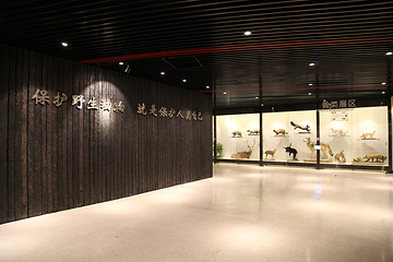 山海恒达标本观光工厂第 19 张图片