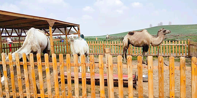 希拉穆仁草原呼格吉勒塔拉牧场