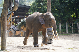 洛高宜野生动物园