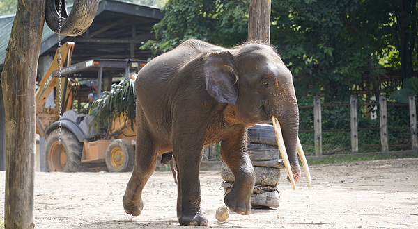 洛高宜野生动物园