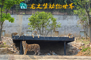 龙之梦动物世界