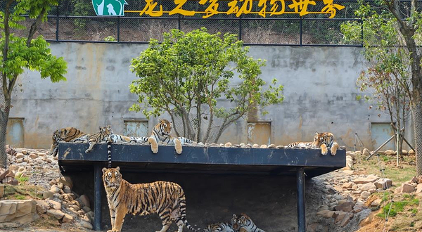 龙之梦动物世界