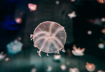 梦幻水母馆第 21 张图片