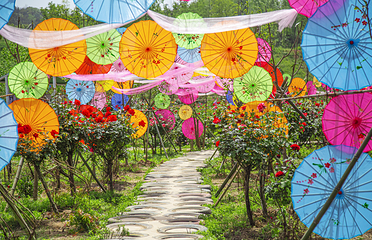 月季花海第 1 张图片
