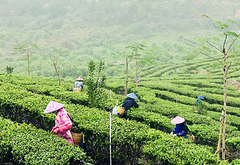 大沙里·欢茶谷第 17 张图片