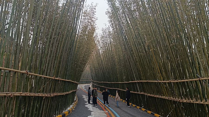 秦岭竹海第 1 张图片