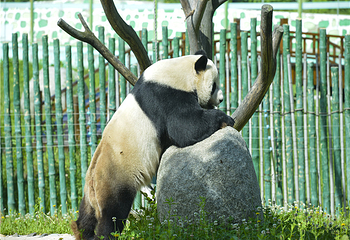 中国亚布力熊猫馆第 19 张图片