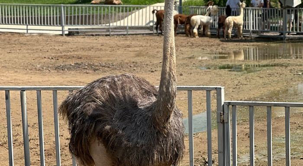 直隶农场萌宠动物乐园
