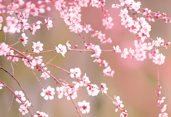 桃花堤公园第 17 张图片