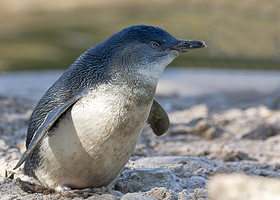 Blue Penguins Pukekura