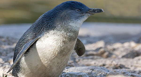 Blue Penguins Pukekura