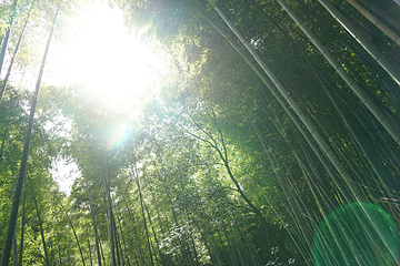 茶山竹海第 19 张图片