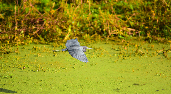 双溪布洛湿地保护区